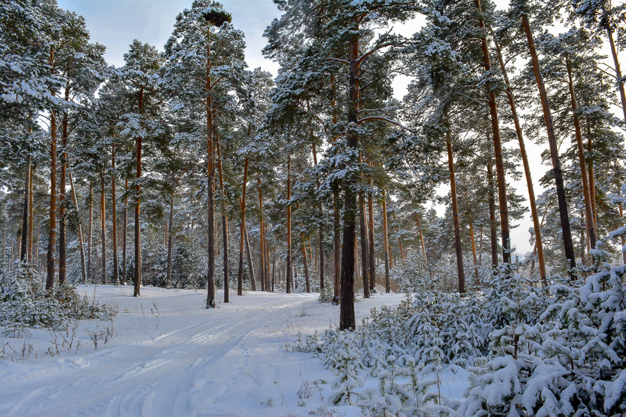 Прогулка - Лариса Димитрова