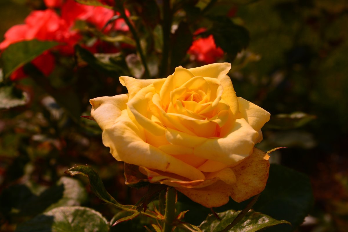 Сказочная роза - Светлана Ларионова