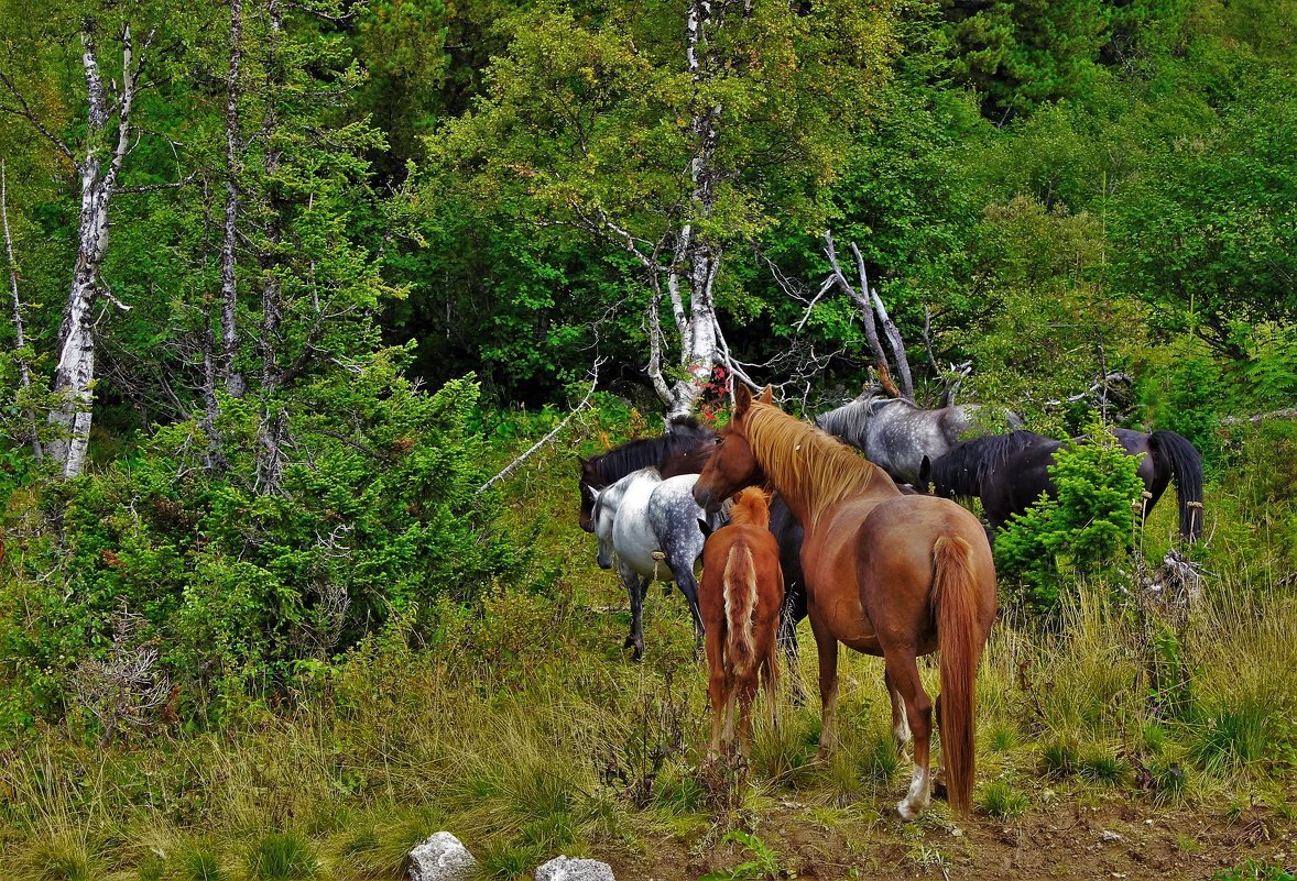 Лошади в горном лесу - Сергей Чиняев 