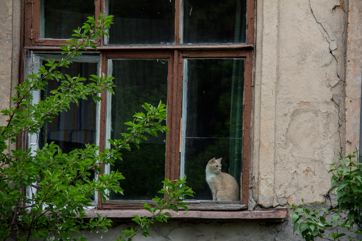На окне - Ольга Томаровская