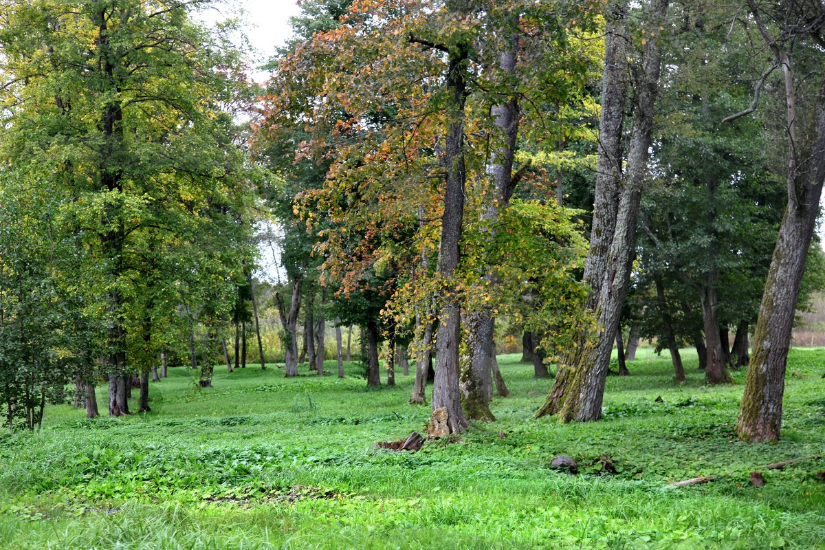 В парке - Наталья 