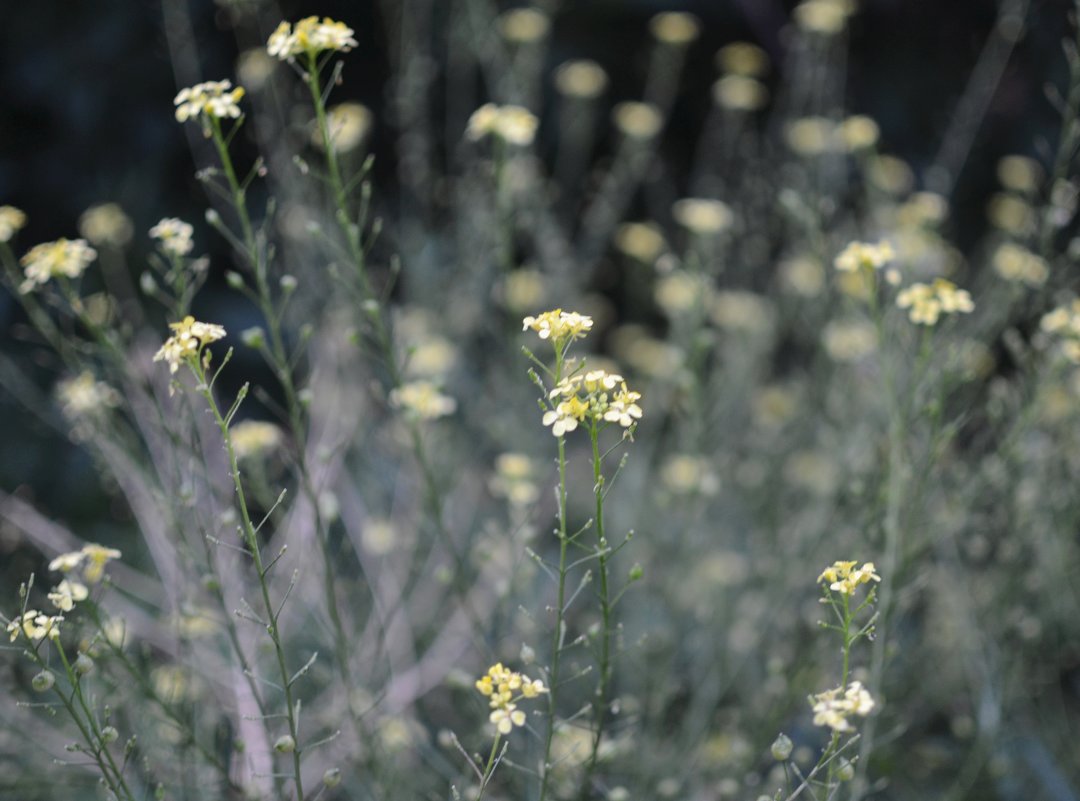 Желтые полевые цветы - Мария Тишина