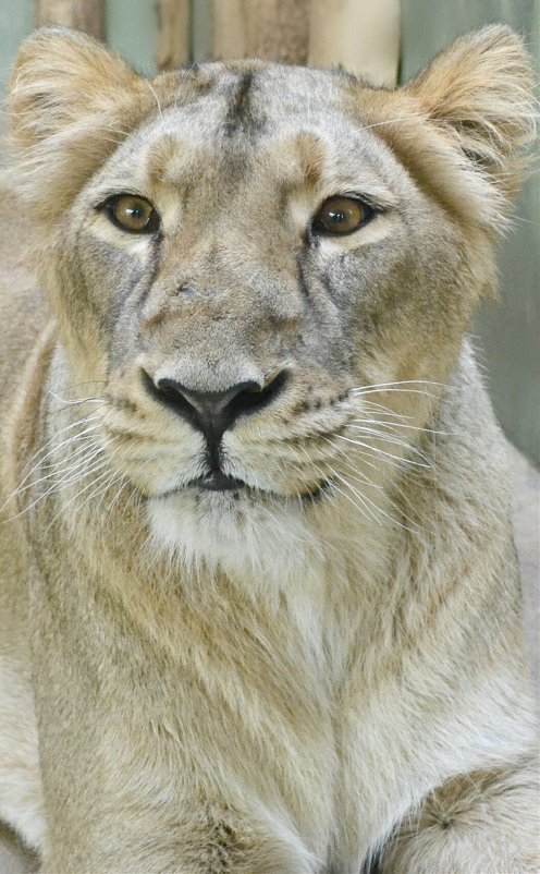 Львица в зоопарке Праги - Мария Тишина