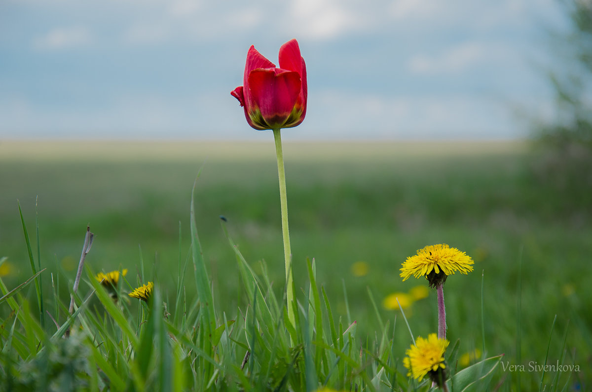 Тюльпан в поле - Вера 