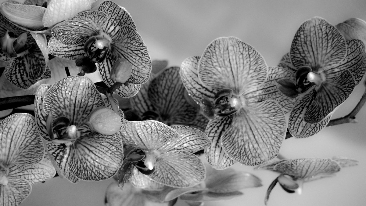 ветка орхидеи - Andrei Antipin 
