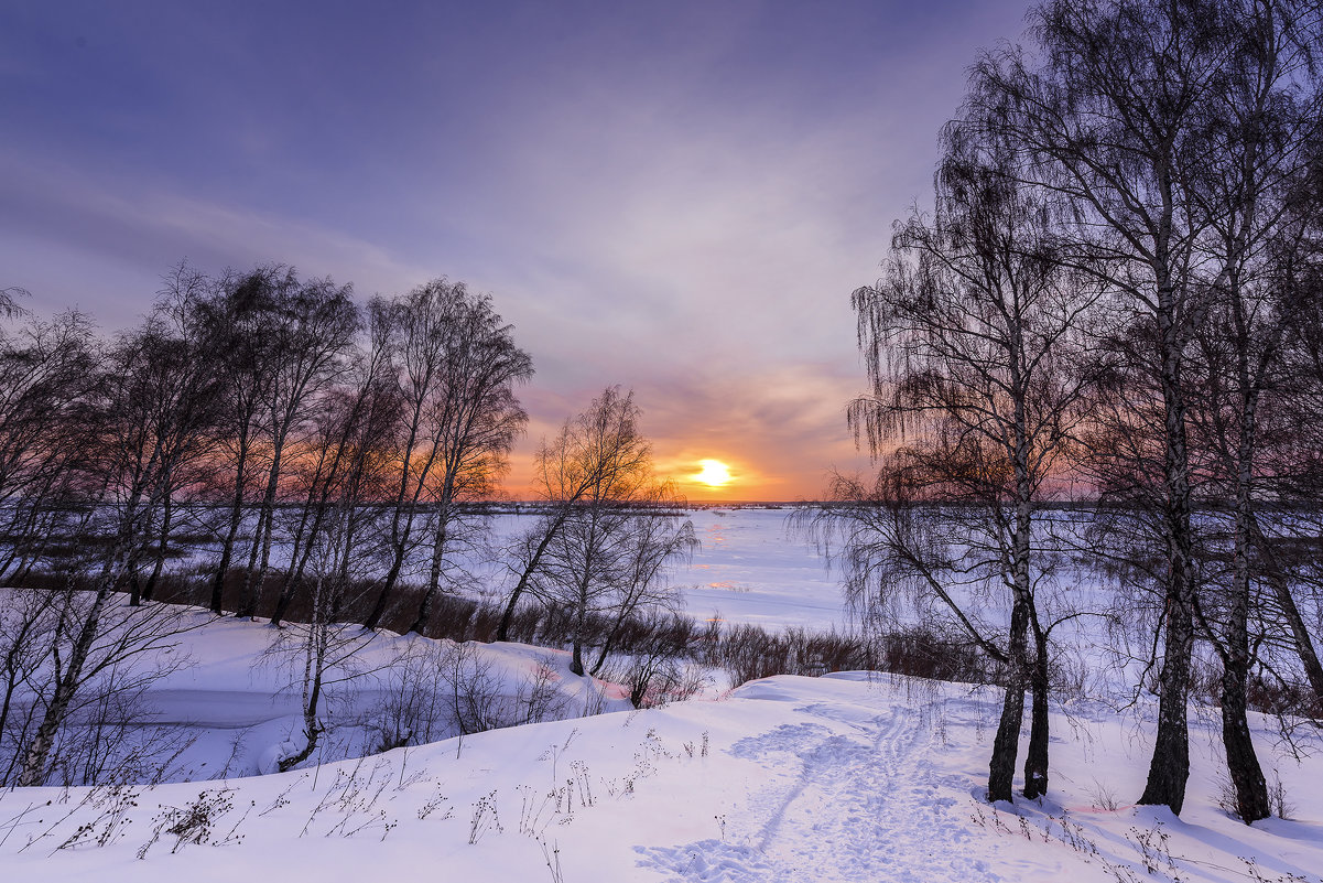 Березы и заходящее солнце на краю зимнего леса - Сергей Добрыднев