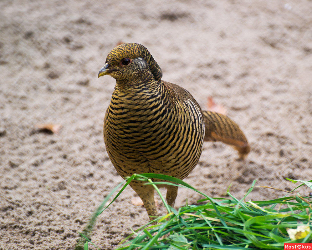 Золотой фазан (самка) :: Valentina M. – Социальная сеть ФотоКто