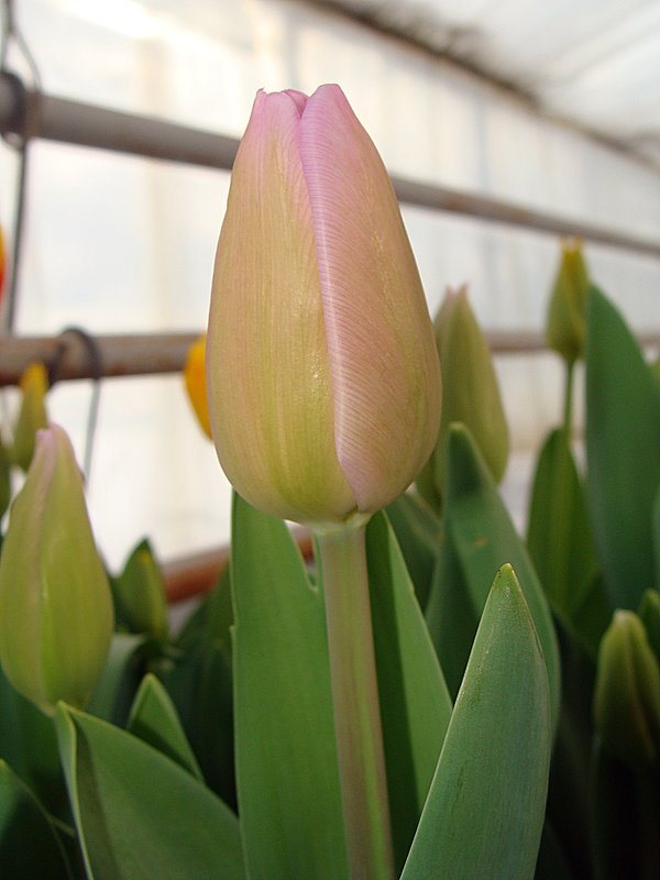 Tulipa Alibi - laana laadas