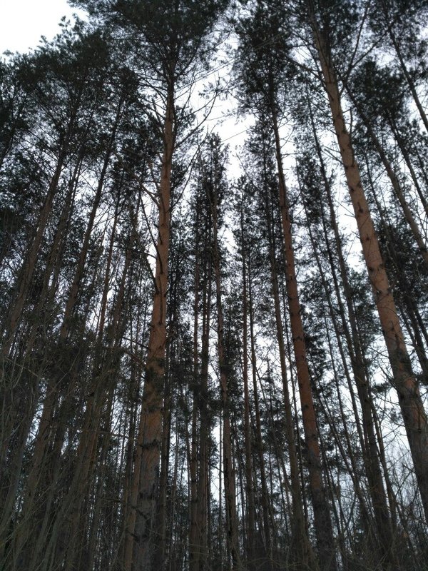 в лесу - Светлана 