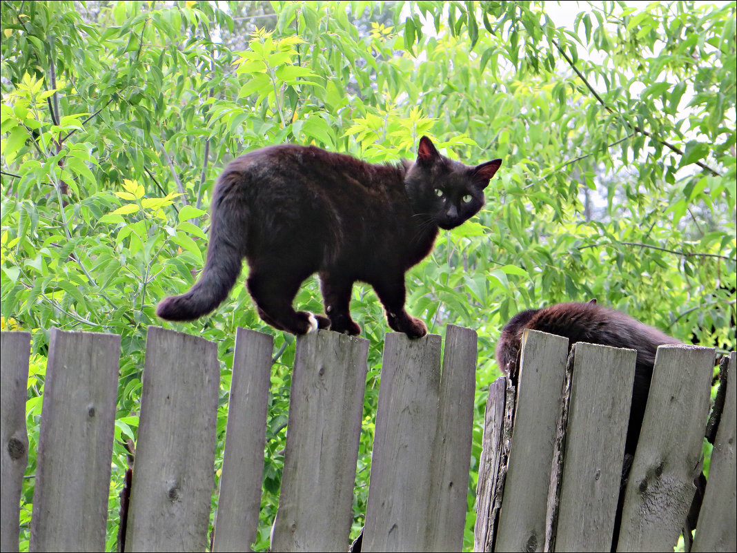 Жил да был черный кот за углом... - Leonid Rutov