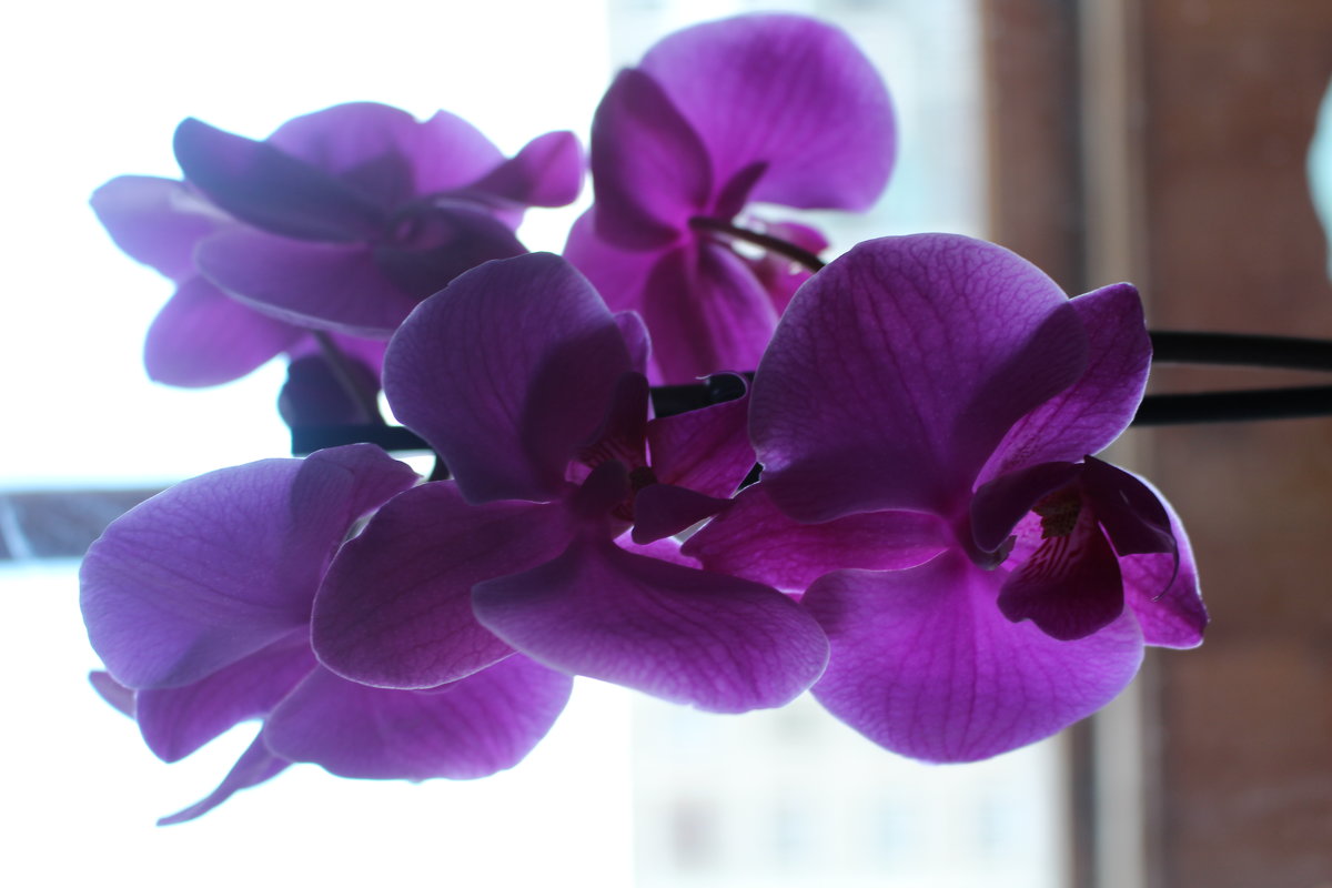 орхидея - Любовь Сорокина