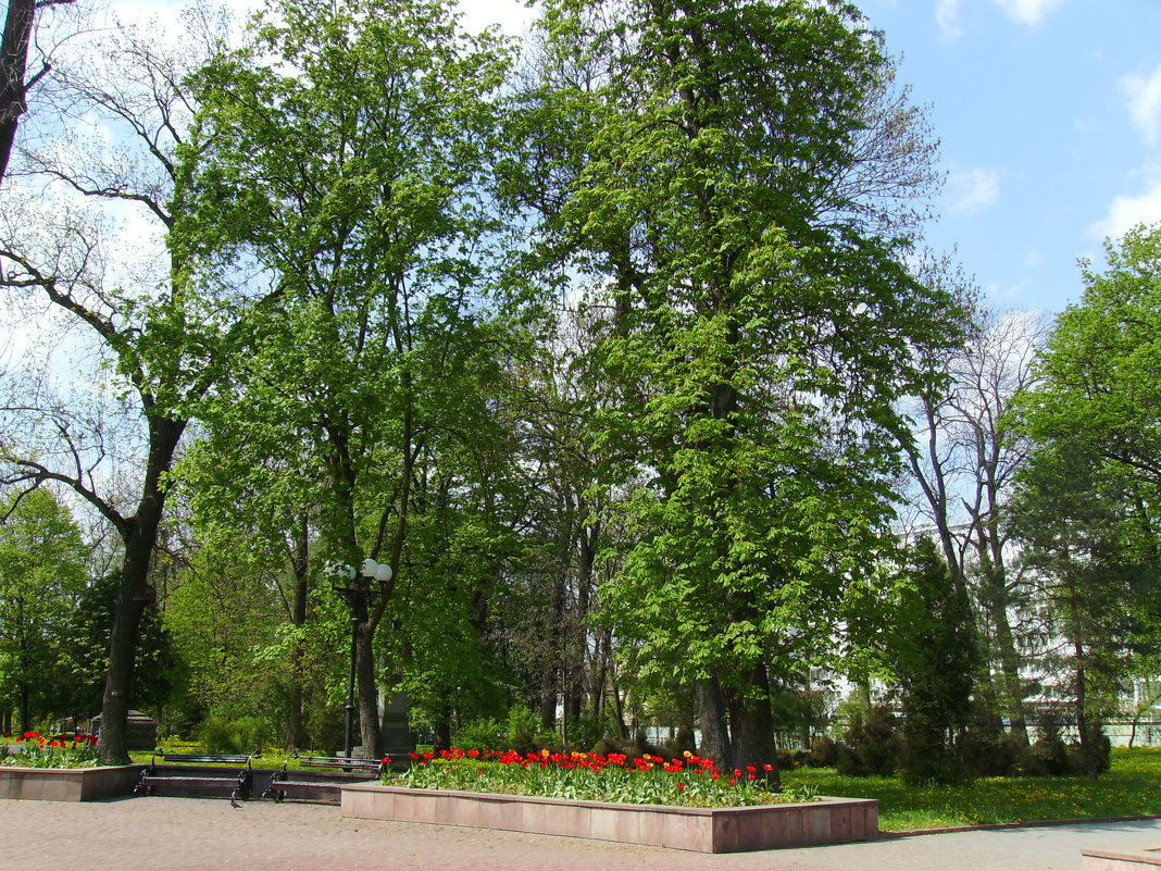 Весна  в   Ивано - Франковске - Андрей  Васильевич Коляскин