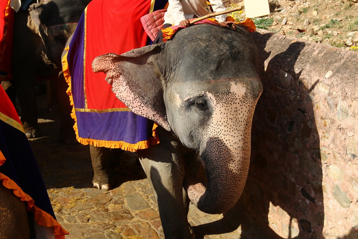 катание на слонах в городе Амбер в Индии - vasya-starik Старик