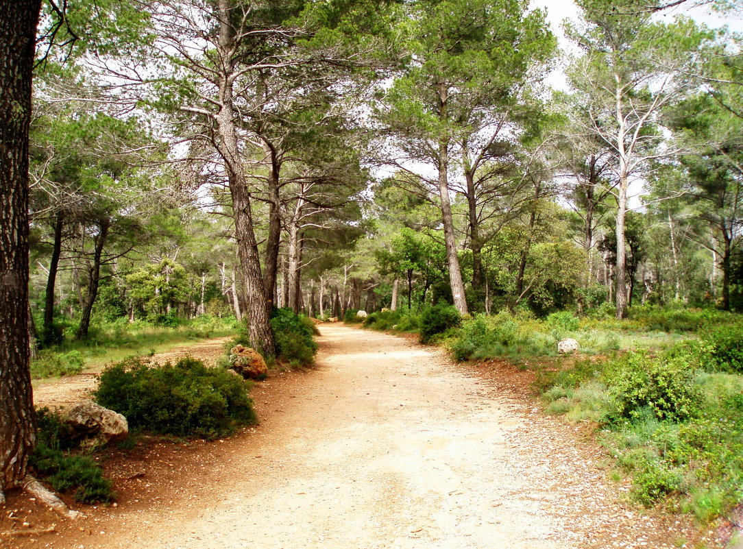 Дорога в сказочный лес - Tatyana 