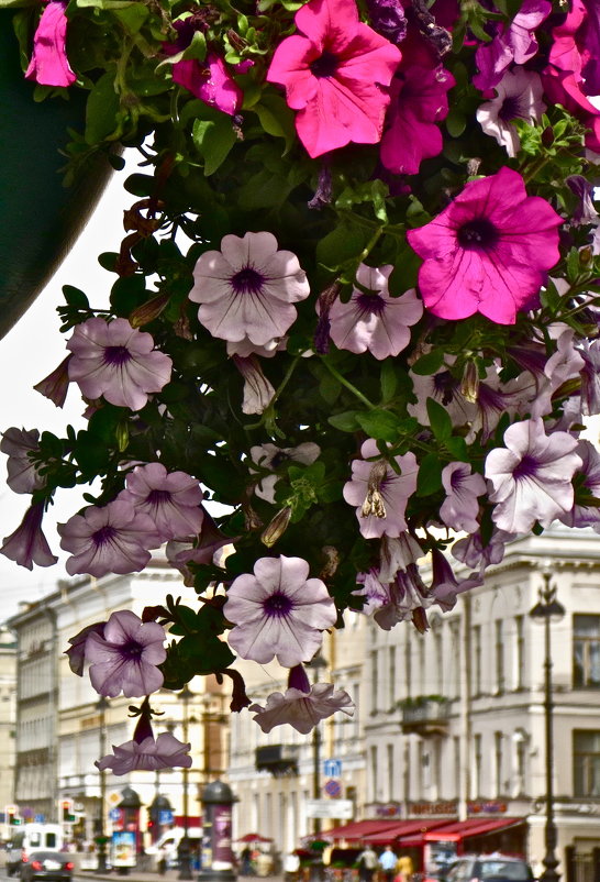 цветы на Невском - Елена 