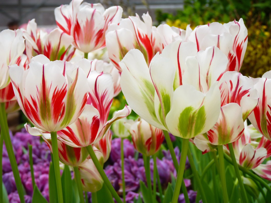 Тюльпаны, белые тюльпаны! началомартовский парад… - Galina Leskova