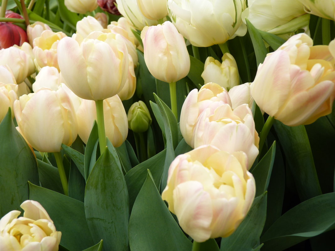 тюльпаны....неуловимый невинно-свежий аромат.... - Galina Leskova