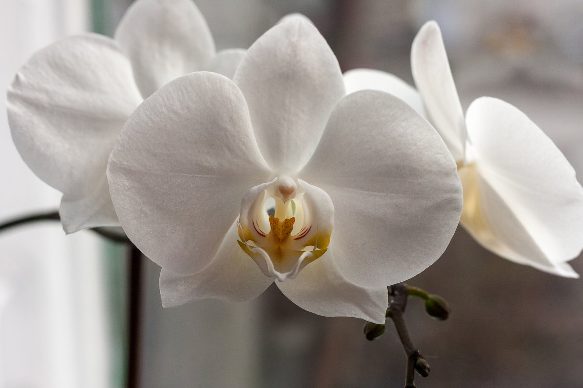 Дикая орхидея - shabof 