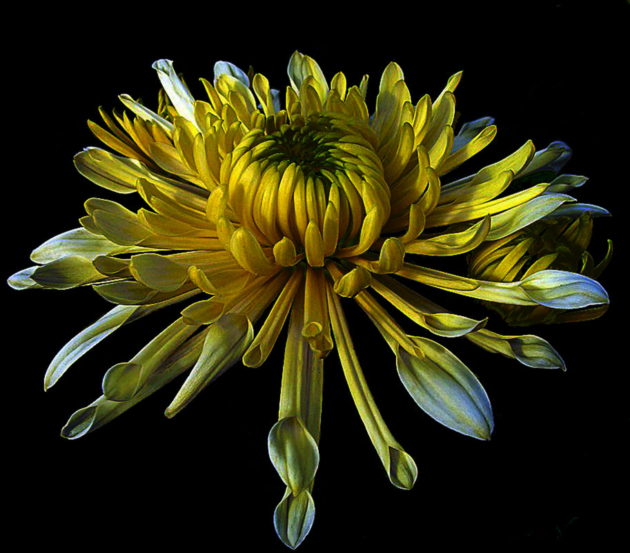 Хризантемы 1 по фото laana ladas - Владимир Хатмулин