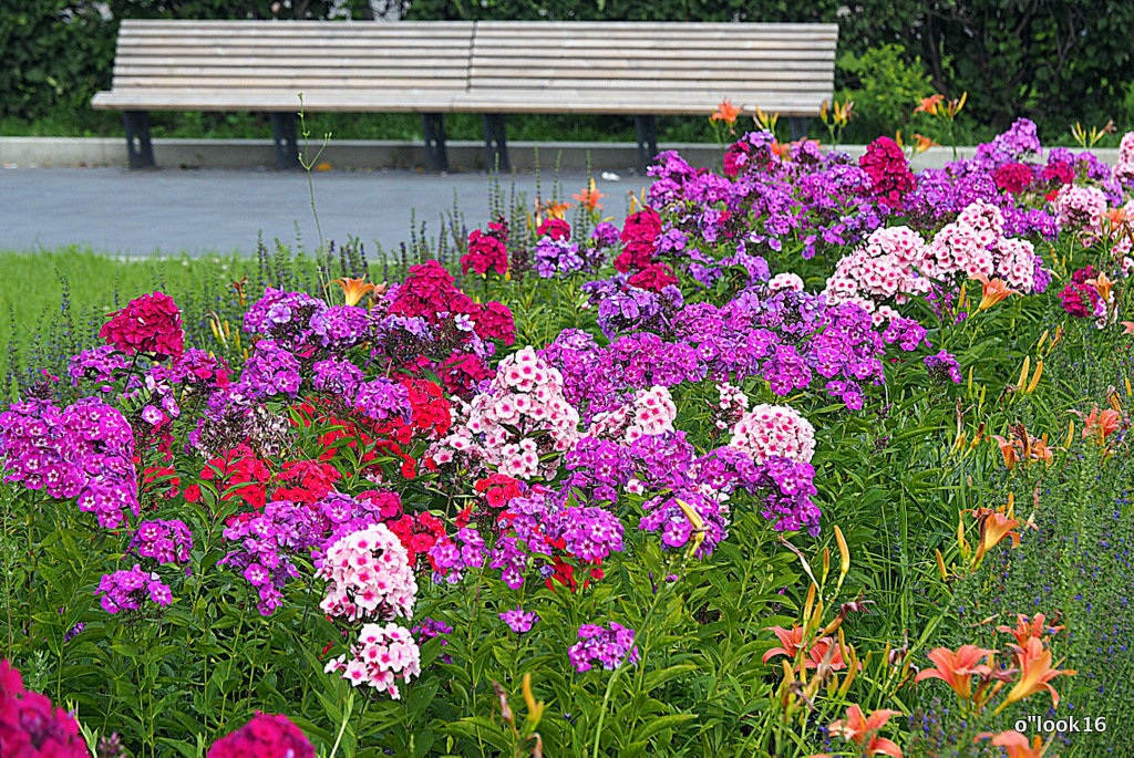 городские цветы-разноцветные флоксы - Олег Лукьянов