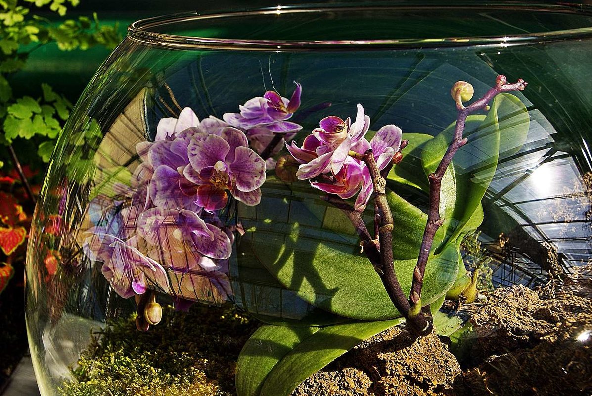 орхидея за стеклом - Александр Корчемный