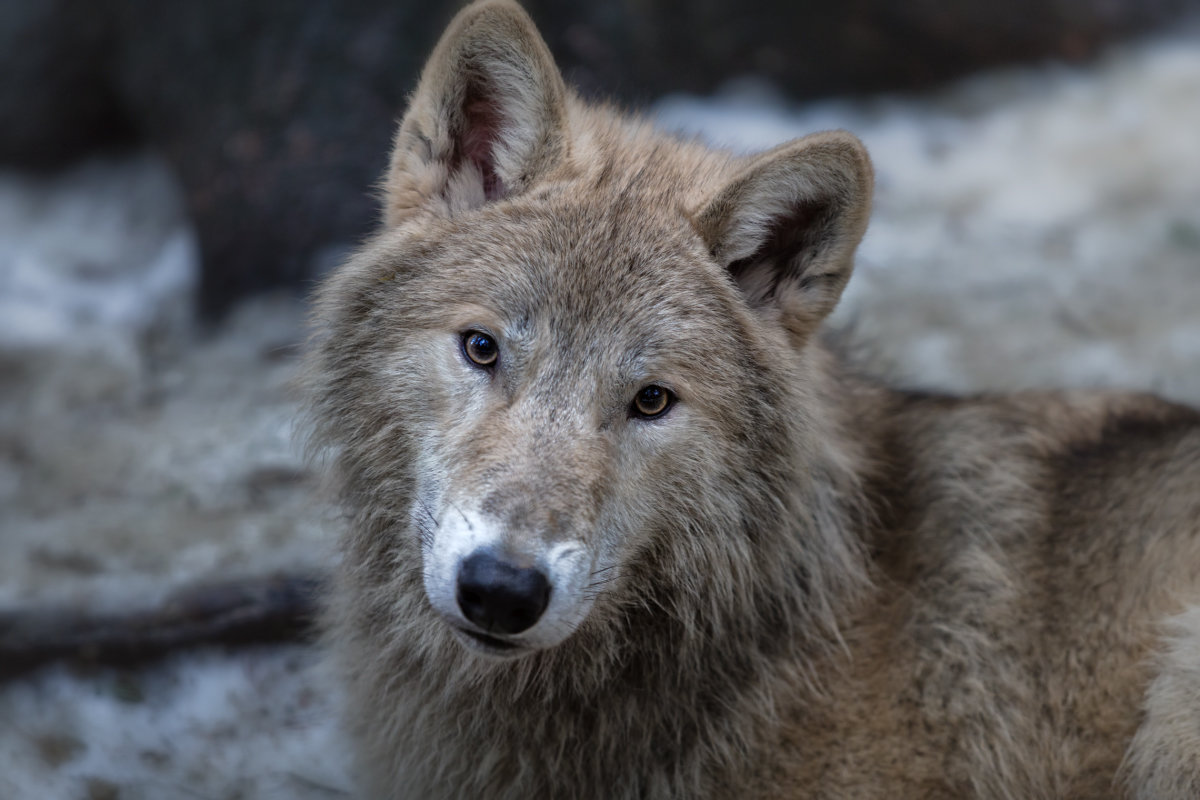 Портрет полярного волка - Владимир Колесников