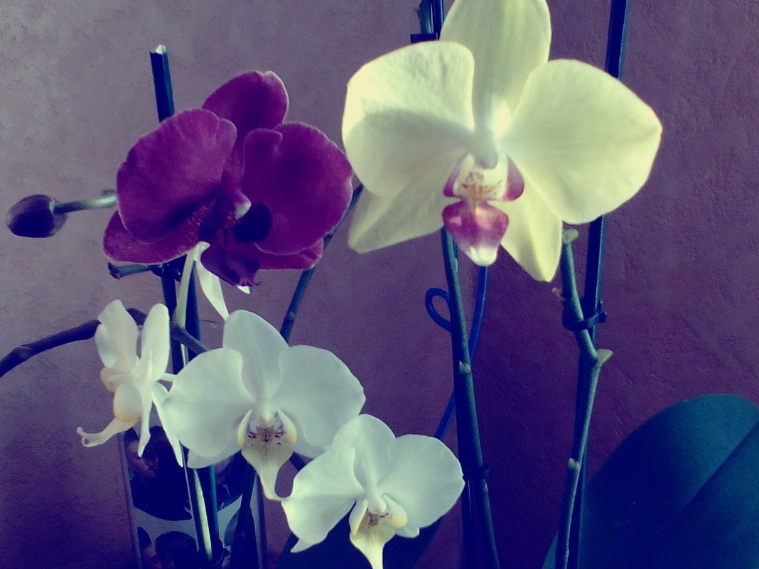 Орхидеи - Екатерина Беер