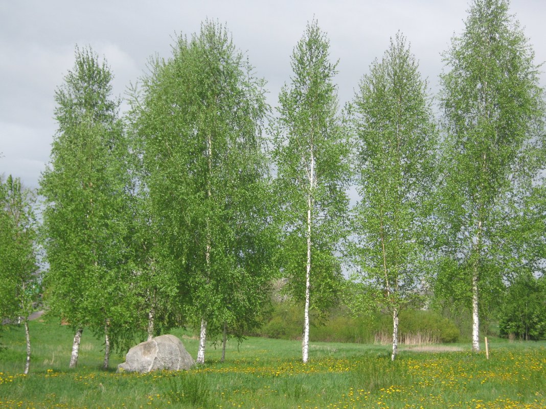 На пути в Петровское. Пушгоры. - Татьяна Гусева