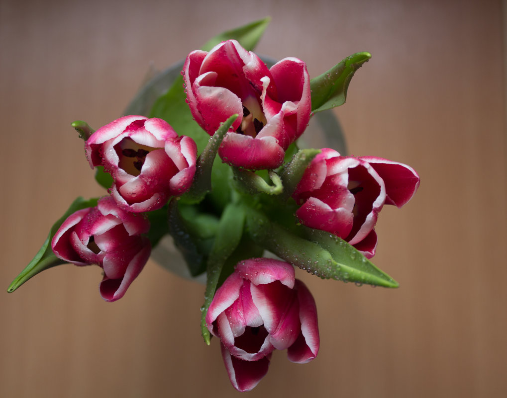 Тюльпаны - Алёнка Шапран