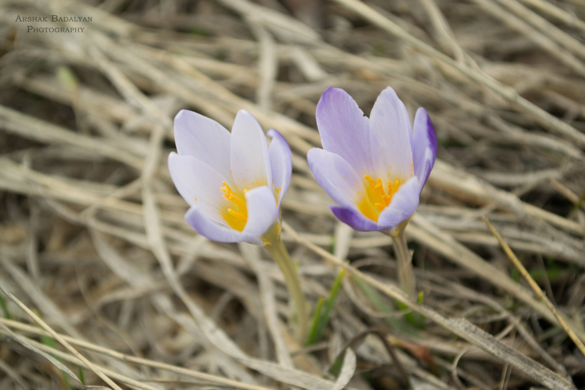 Snowdrops - Arshak Badalyan