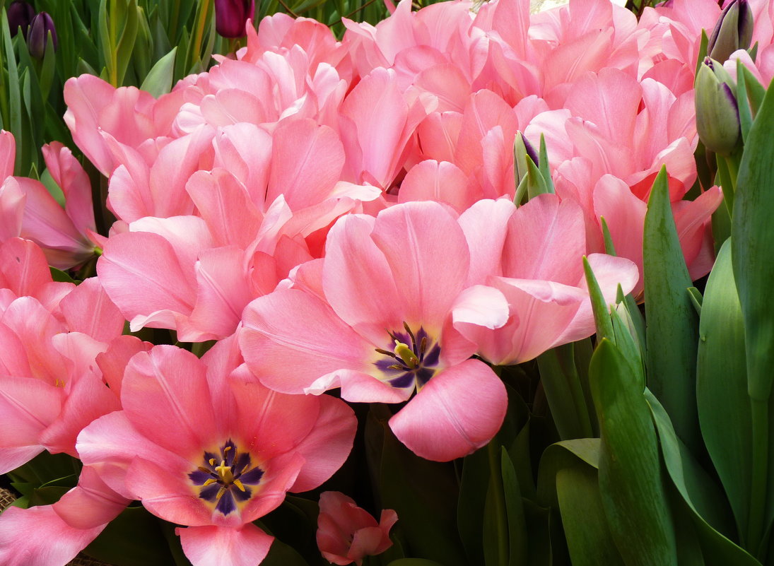 Давно меж листьев налились истомой розовой тюльпаны... - Galina Leskova