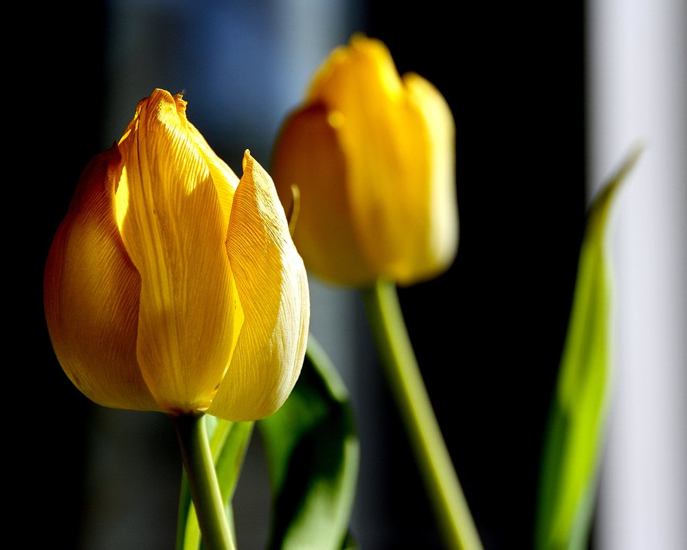 Желтые тюльпаны.. - Валерия  Полещикова 