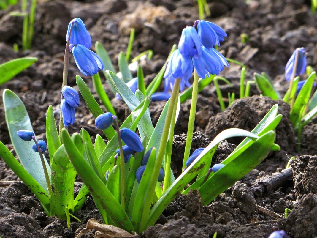 У этого маленького цветка много имён – Сцилла, Пролеска, или по-народному Голубой подснежник - Татьяна Смоляниченко