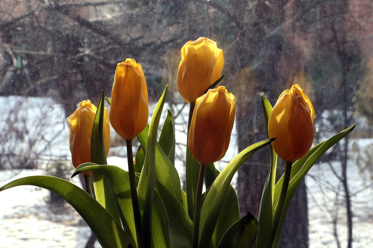 Весна, тюльпанам не до сна - veilins veilins