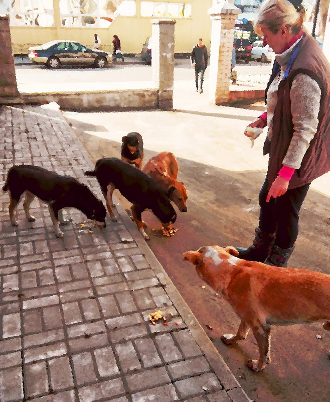 Кормление уличных собак - Vladimir Semenchukov
