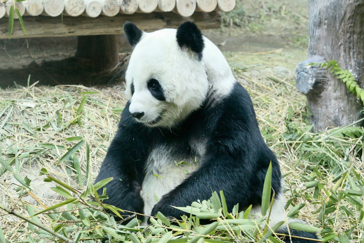 Панда - Елена 