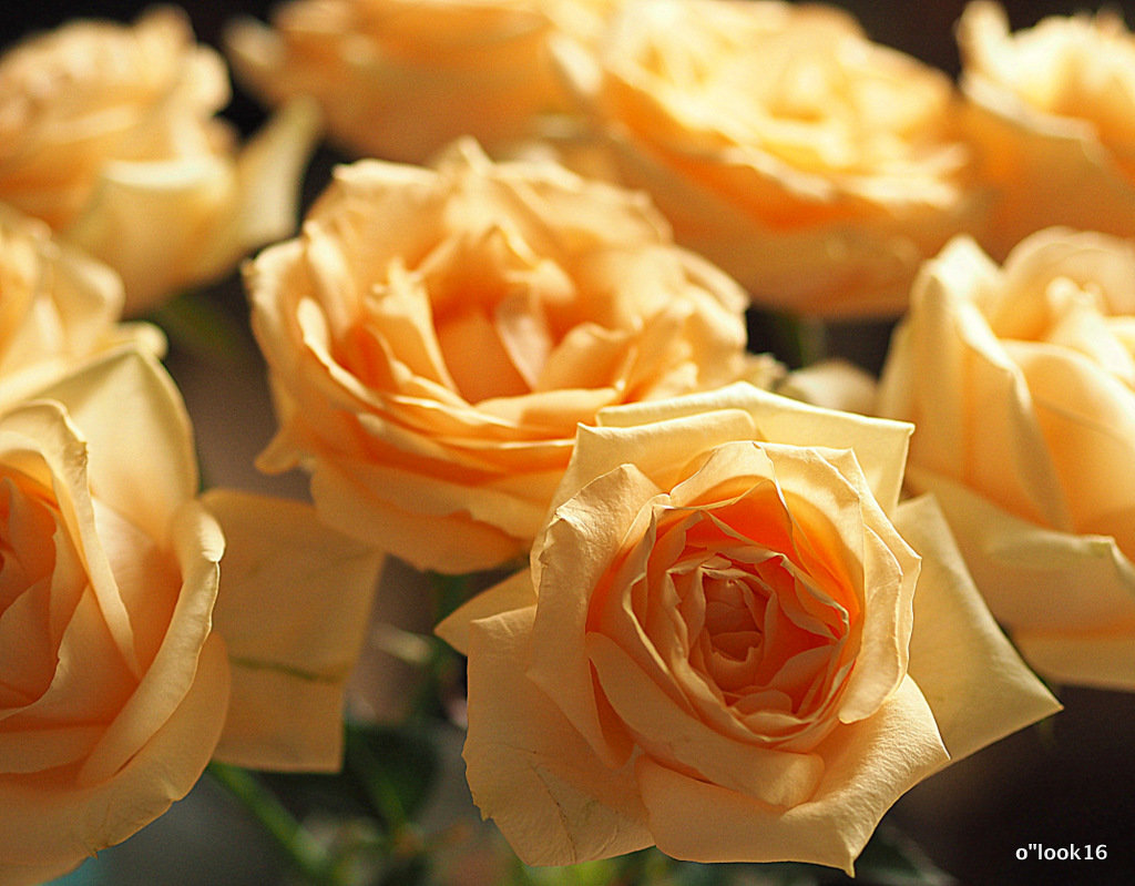 цветы для любимых-розы - Олег Лукьянов