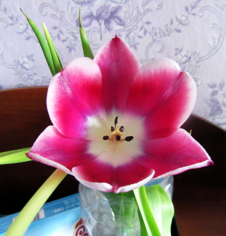 Тюльпан расцвёл - genar-58 '