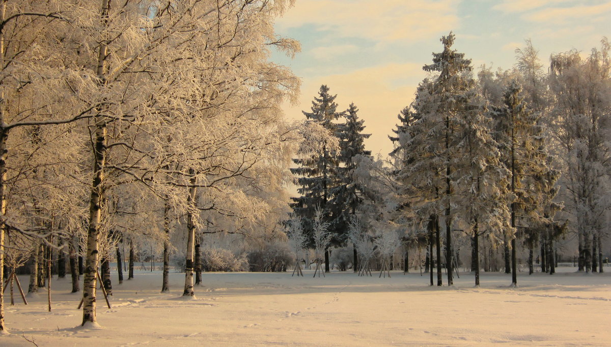 Вечерняя зимняя полянка - Владимир Гилясев