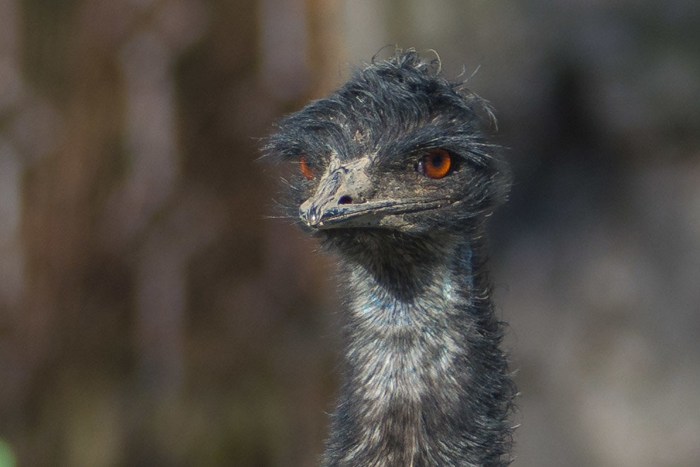 Портрет страуса - Lada Kozlova