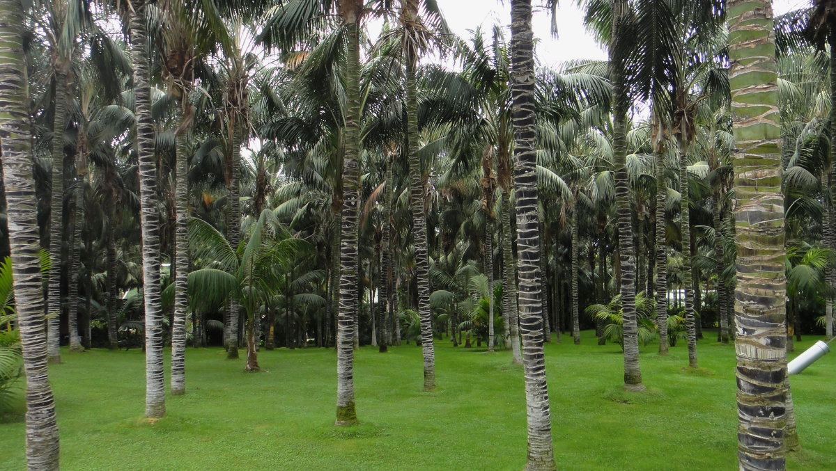 Вид пальм в Лоро парке - Елена Павлова (Смолова)