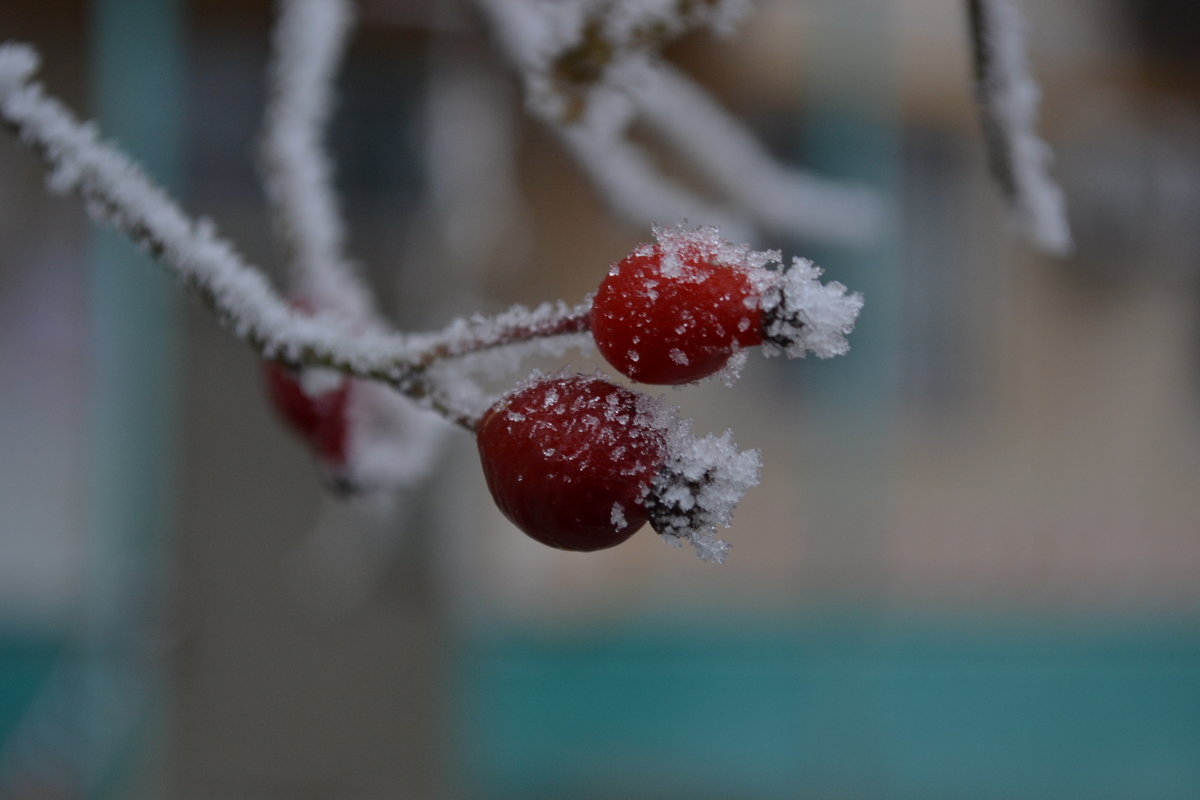 Зимние ягоды - Agnivarshi Малтыз
