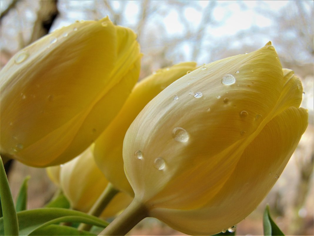 Желтые тюльпаны - spm62 Baiakhcheva Svetlana