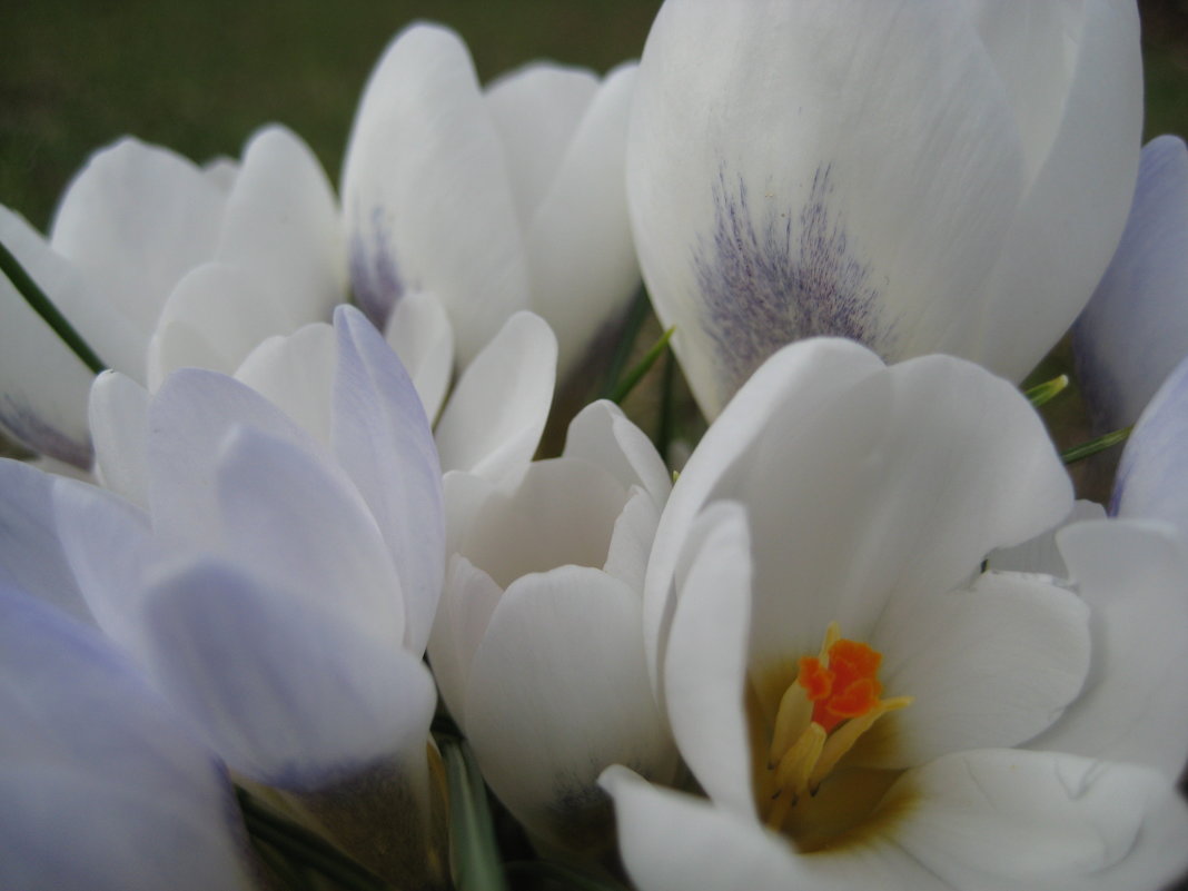 Цветы весны - spm62 Baiakhcheva Svetlana