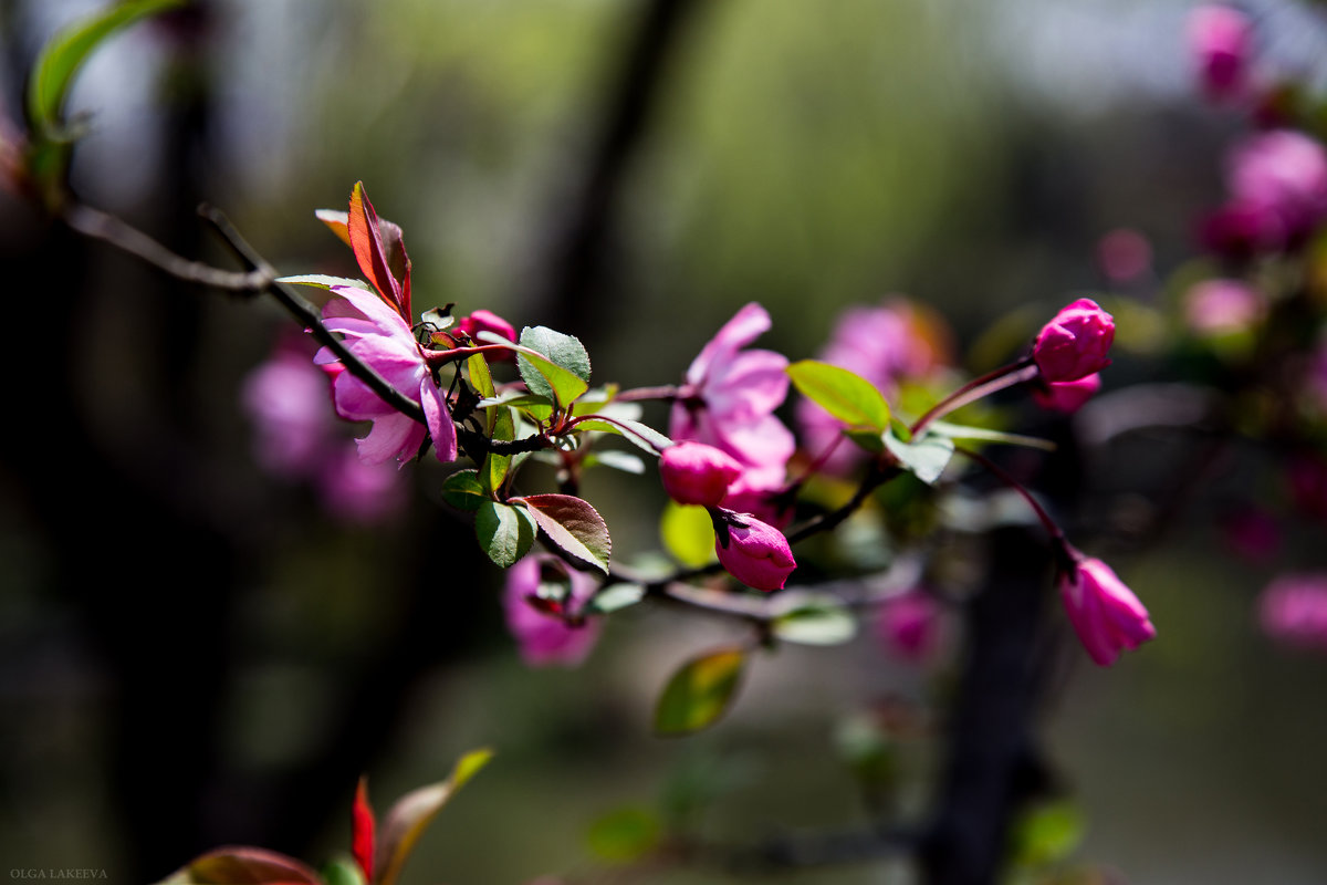 Цветение вишни - Olga Lakeeva