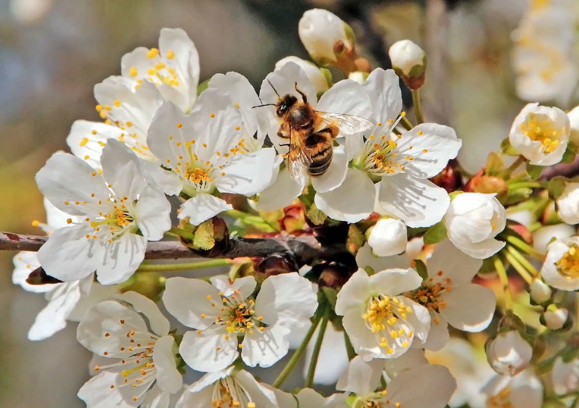 Вишня и пчела - Alexander Andronik