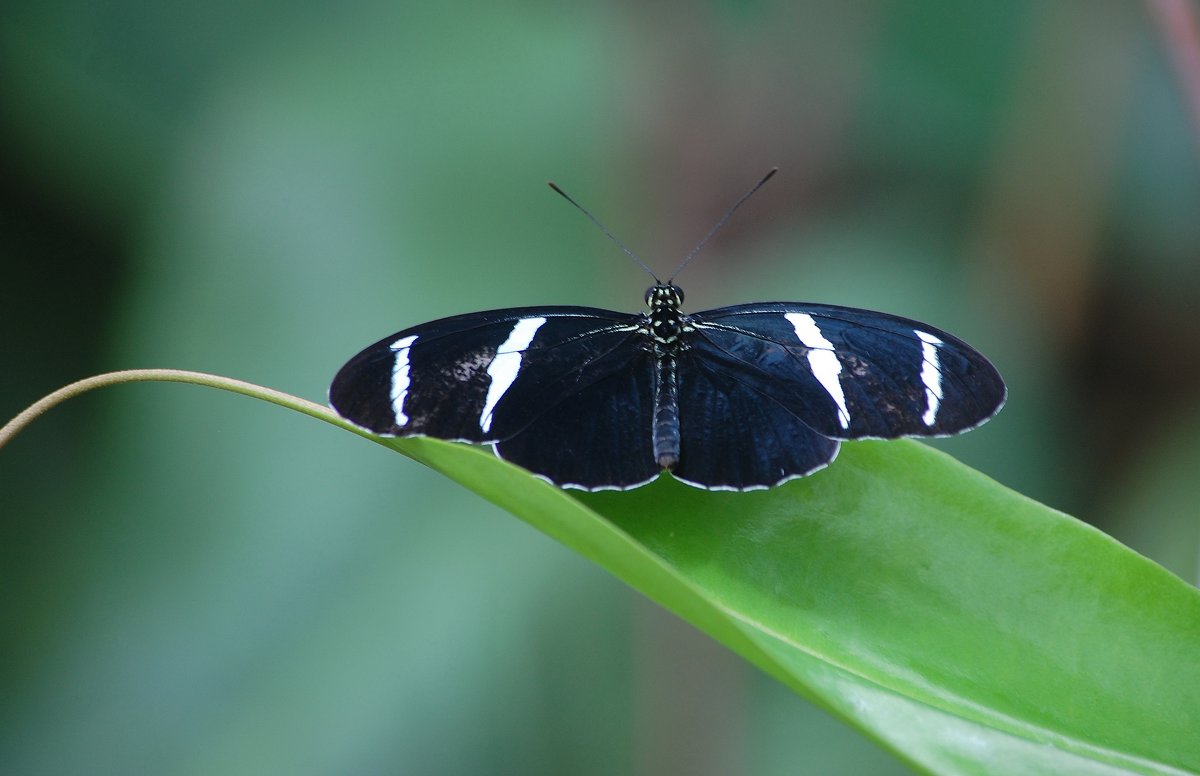 Sara longwing - Natalia Harries