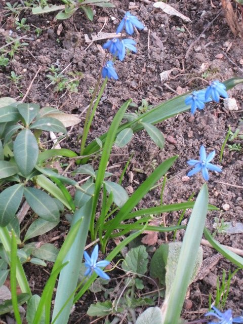 Голубой цветок весны - Дмитрий Никитин