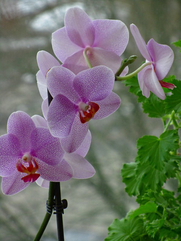 Моя орхидея - Сергей Карачин