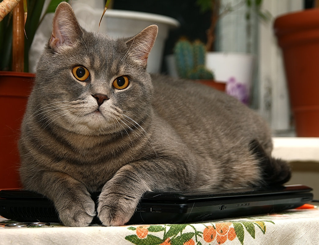 Любимое место кота в доме,на хозяйском ноутбуке.... - Виктор Бондаренко